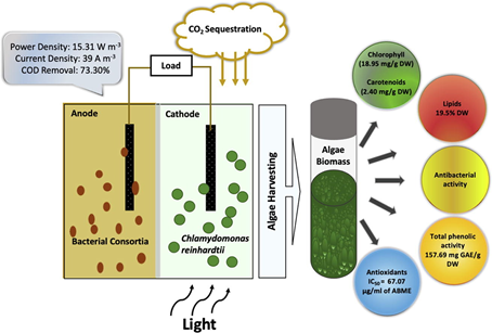 藻类辅助的微生物燃料电池