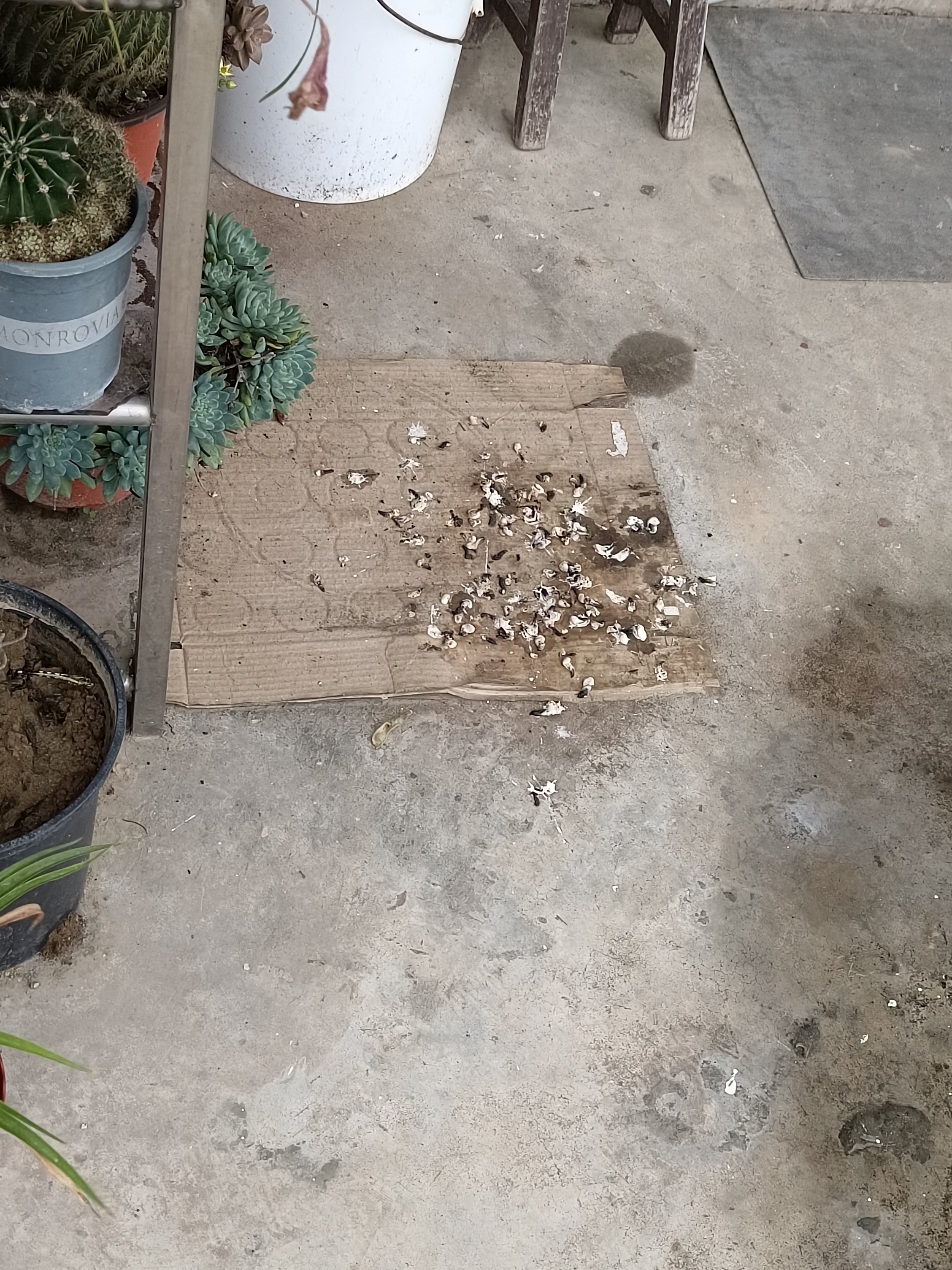 关于鸟粪的思考