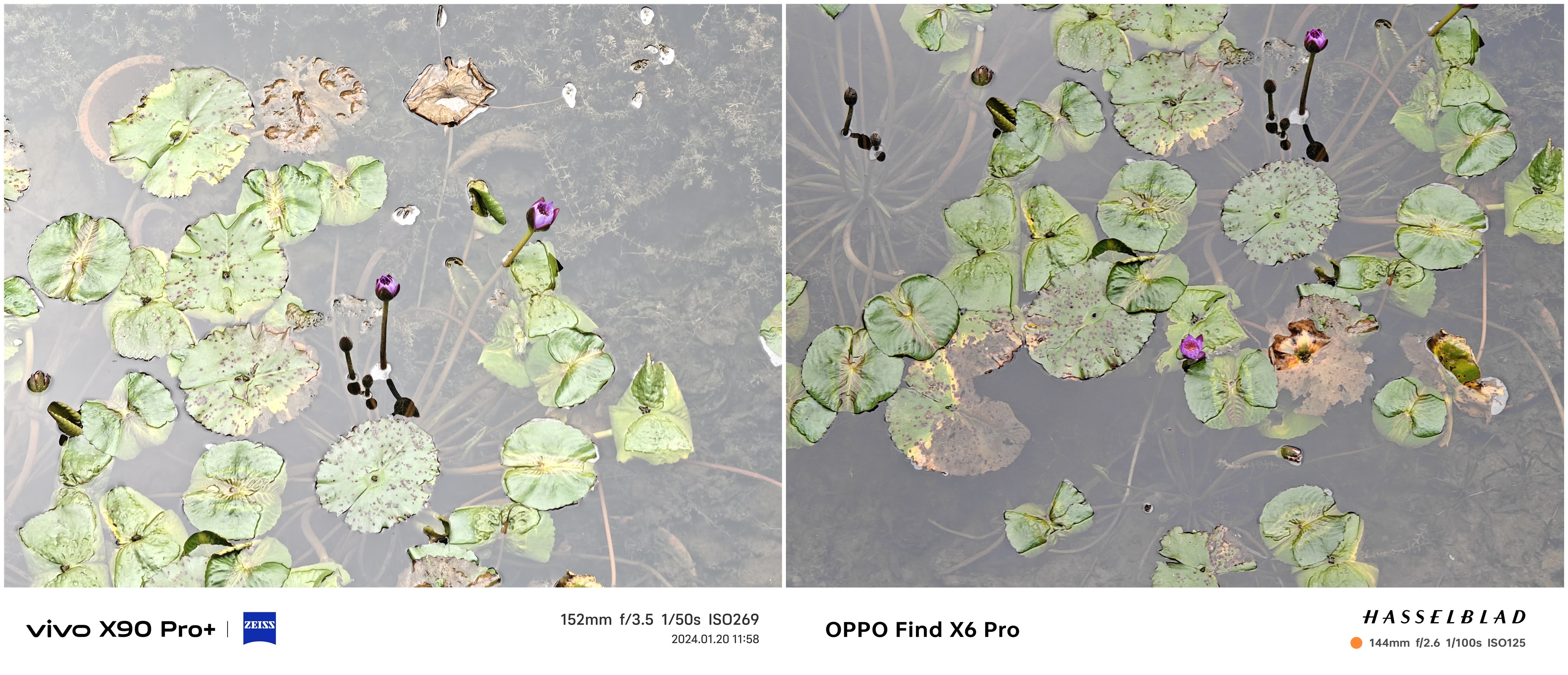 蓝黑两厂上代旗舰对比，蔡司与哈苏谁更入你的眼
