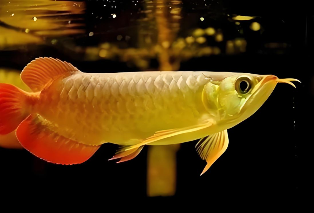 金龙鱼好养活吗?