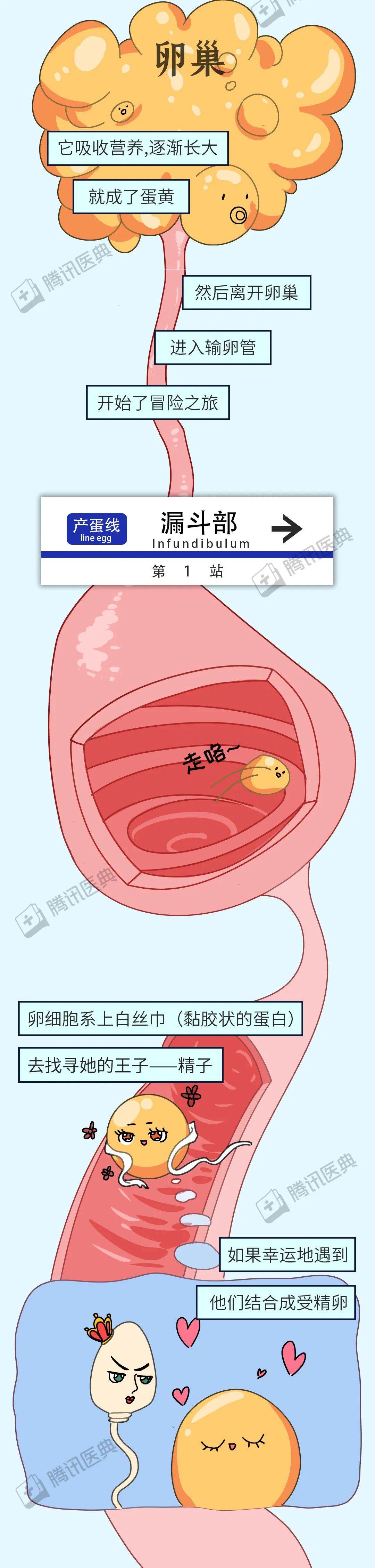 红皮鸡蛋好还是白皮鸡蛋好2