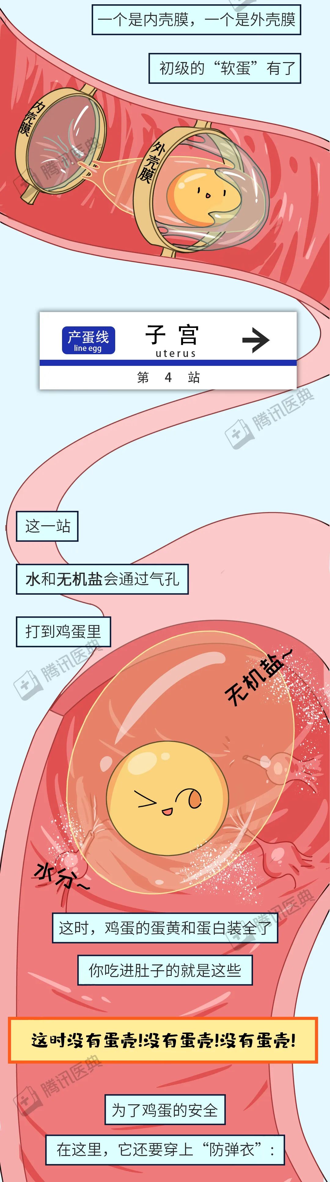 红皮鸡蛋好还是白皮鸡蛋好4