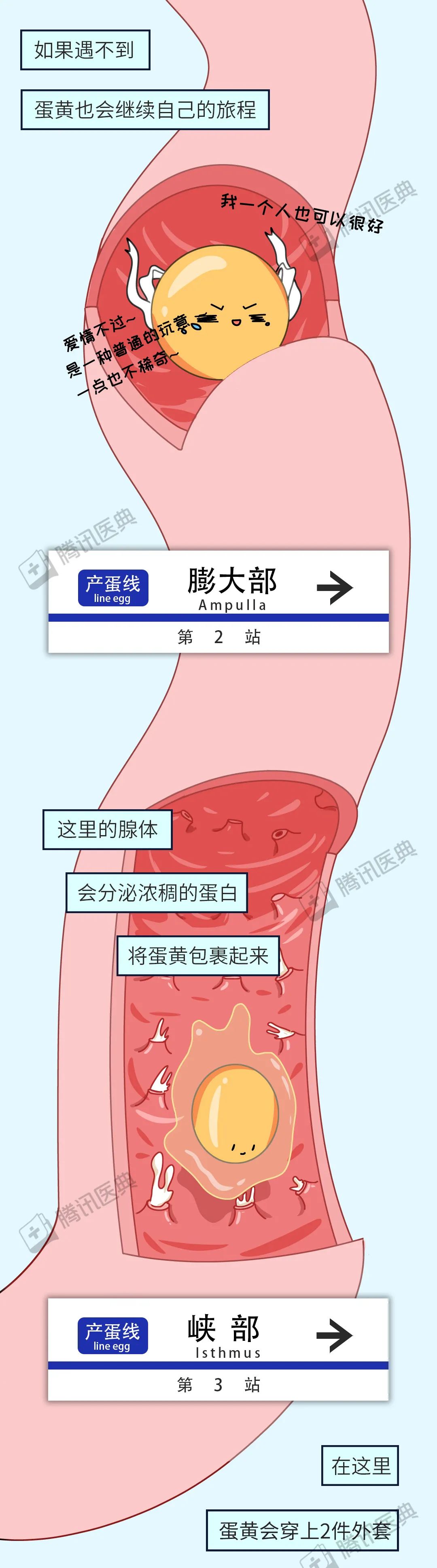 红皮鸡蛋好还是白皮鸡蛋好3