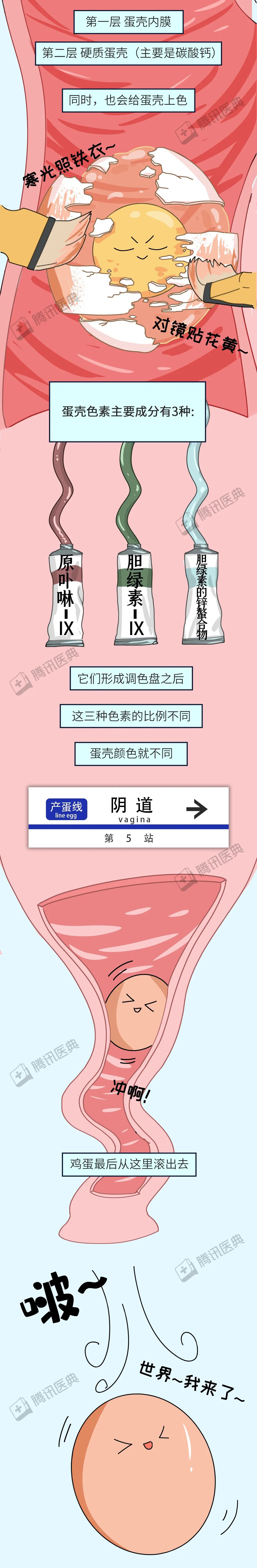 红皮鸡蛋好还是白皮鸡蛋好5