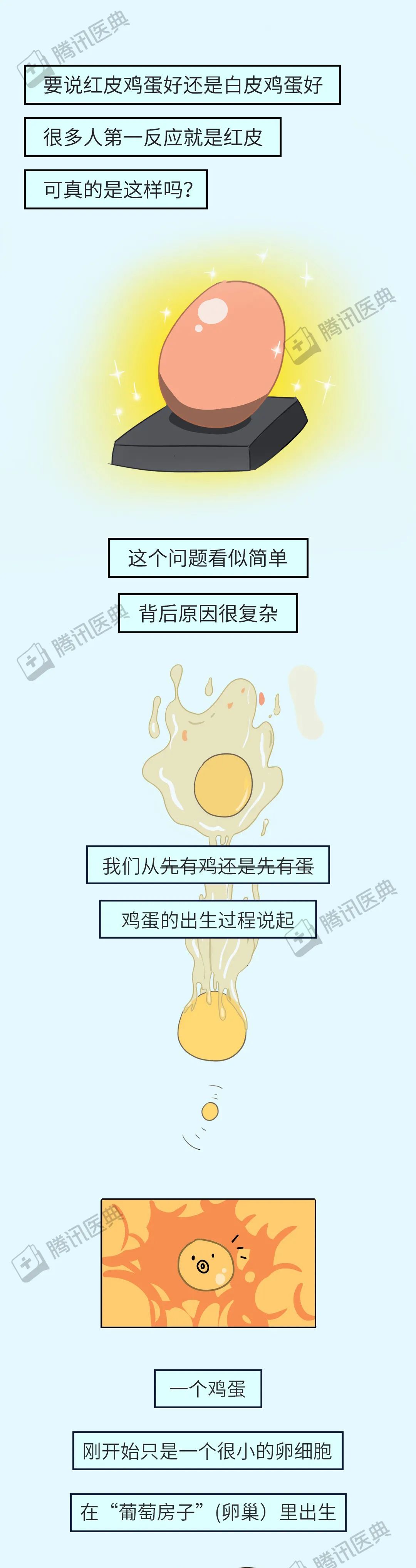 红皮鸡蛋好，还是白皮鸡蛋好？