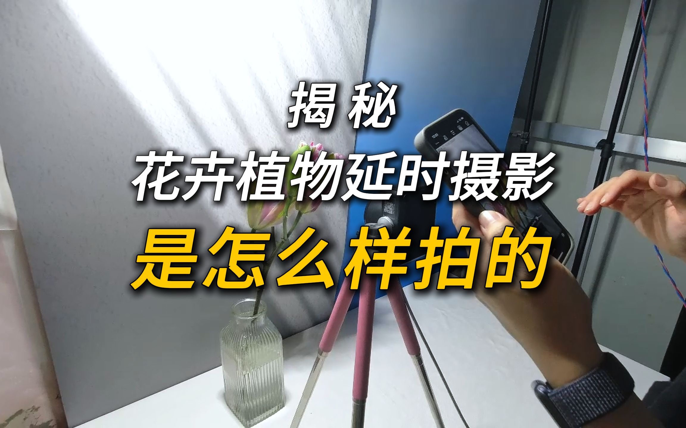 花朵生长延时摄影拍摄教程，技巧大全