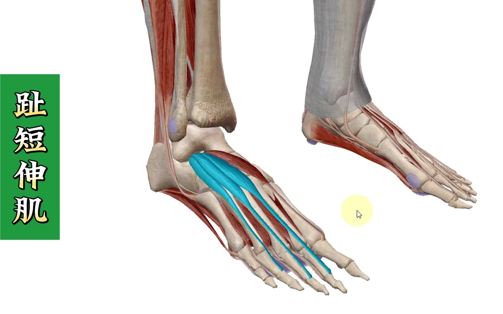 趾短伸肌和踇短伸肌 3d解剖详细讲解