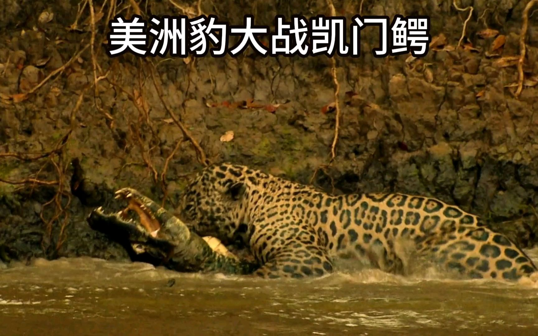 美洲豹捕杀凯门鳄#野生动物零距离