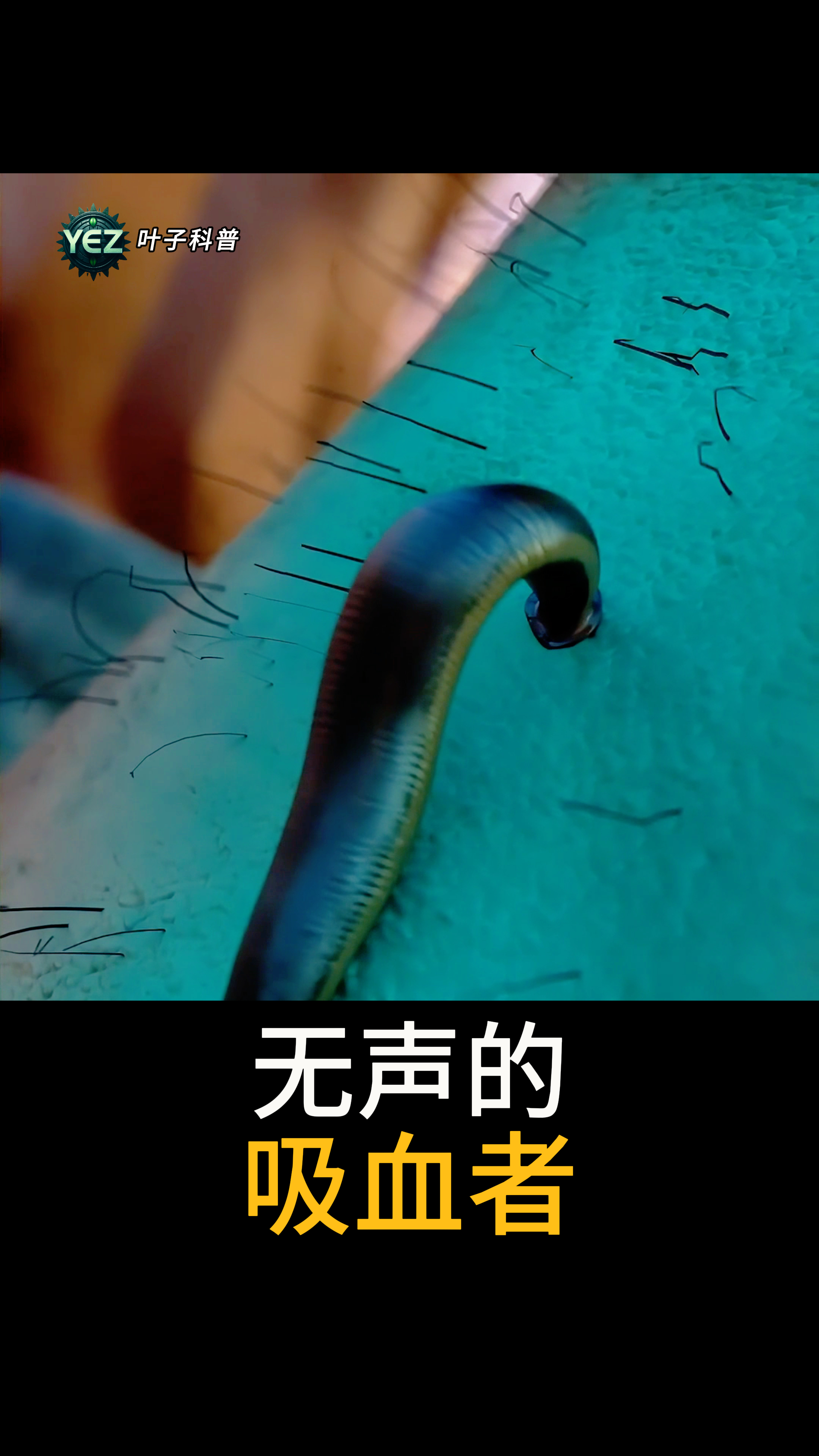 蚂蟥:吸血的隐秘天才