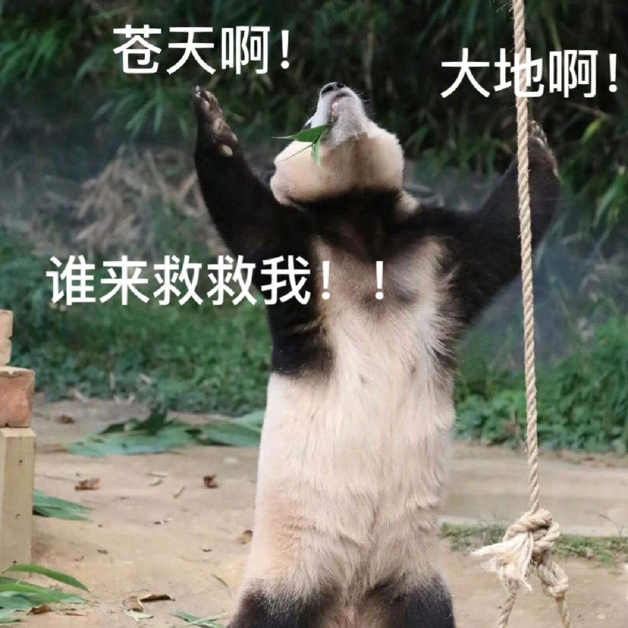 三谋教你真正的生存法则