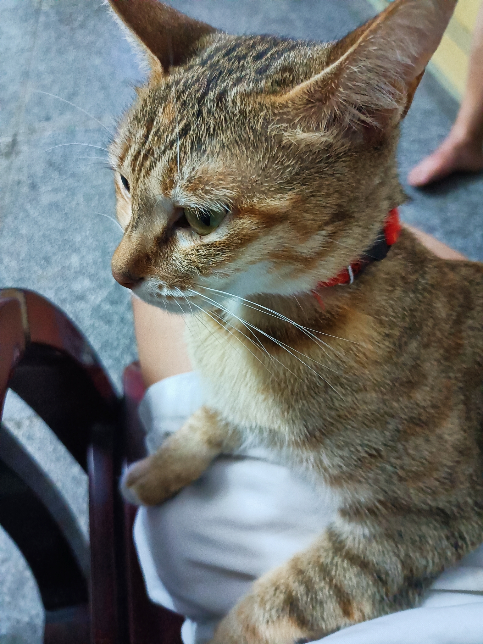 进口猫食大幅涨价，为何u201c铲屎官u201d们依然不考虑国产粮- AcFun弹幕视频网 