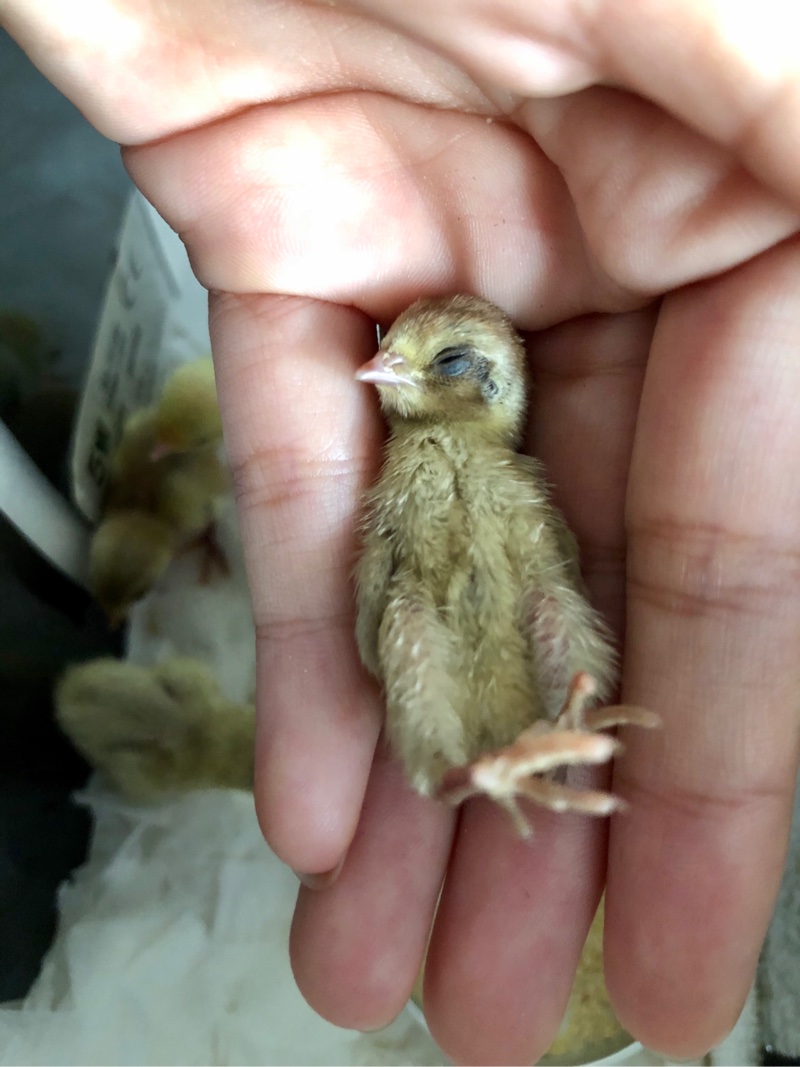 静静孵化的小鹌鹑出壳一周啦,放点图