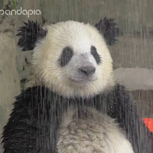成都一大熊猫因长相潦草走红网友解开了丸子头