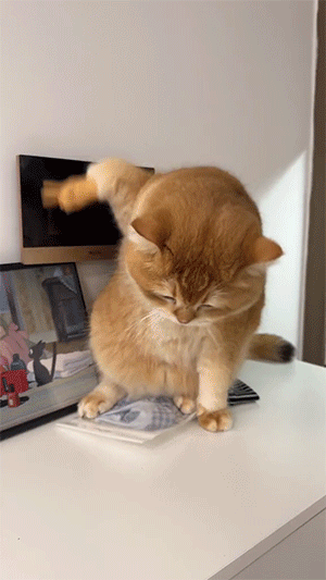 今日囧图:罗斯否认插足凯特王妃婚姻 反正是p图的动态图