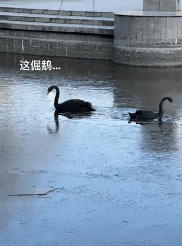 今日囧图:张艺谋说浩存就适合吃这碗饭 知性诱惑的动态图