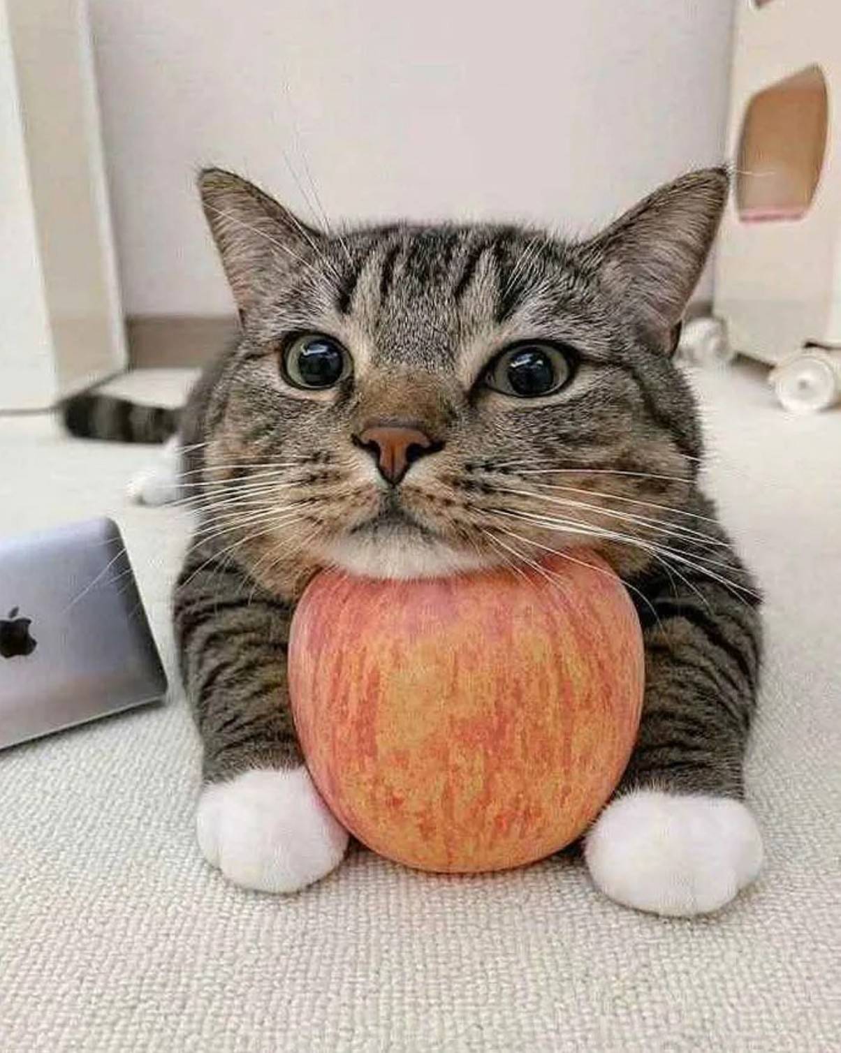 今日囧图:你坐在椅子上是什么姿势,二次元化完全没有原图的可爱