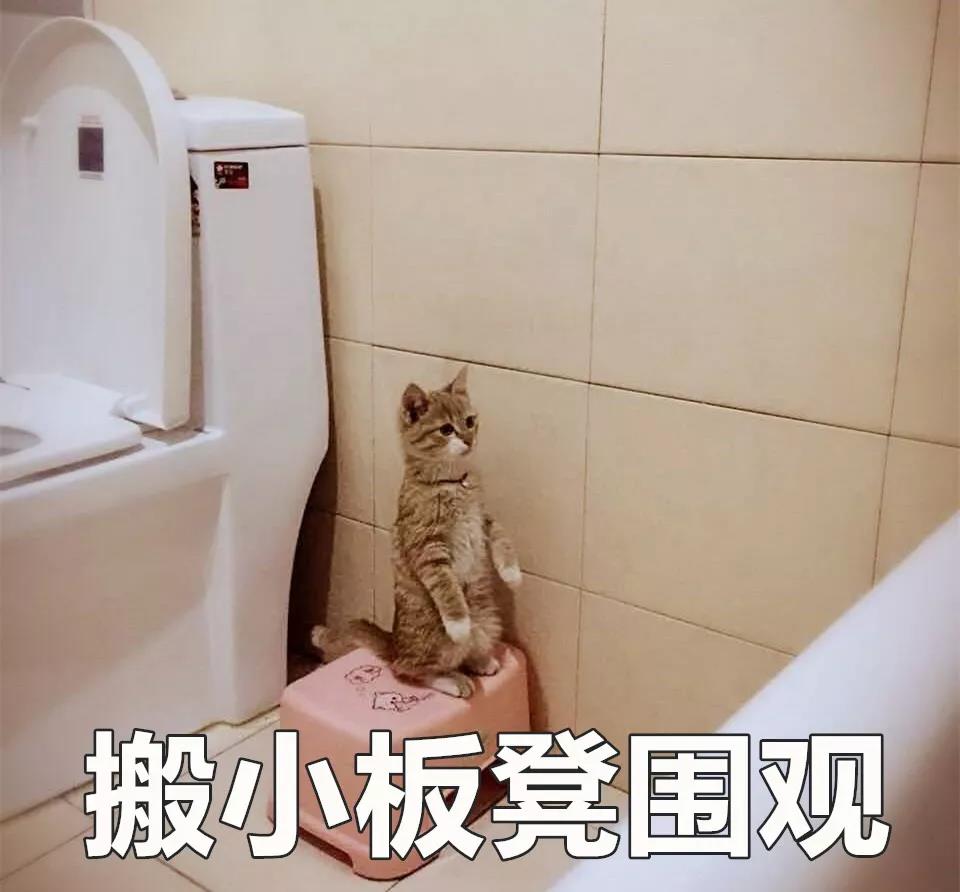 色喵为什么老爱偷看我洗澡上厕所都不放过68686