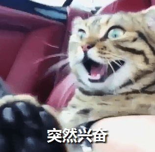成功登岛后,就可以看到这块人类的法外之地,喵星黑帮的