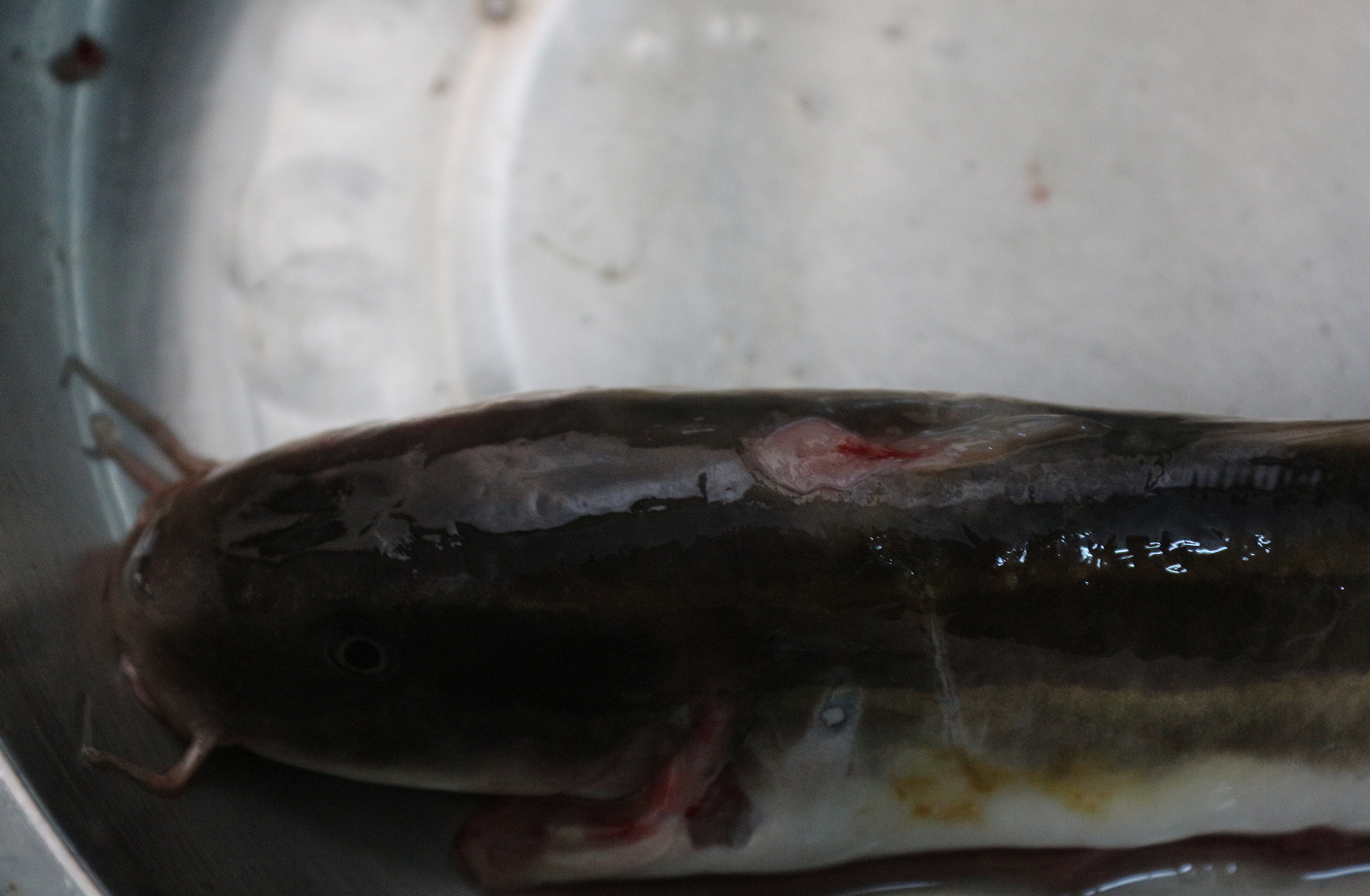 认真做鱼系列80线纹鳗鲶这鱼有毒