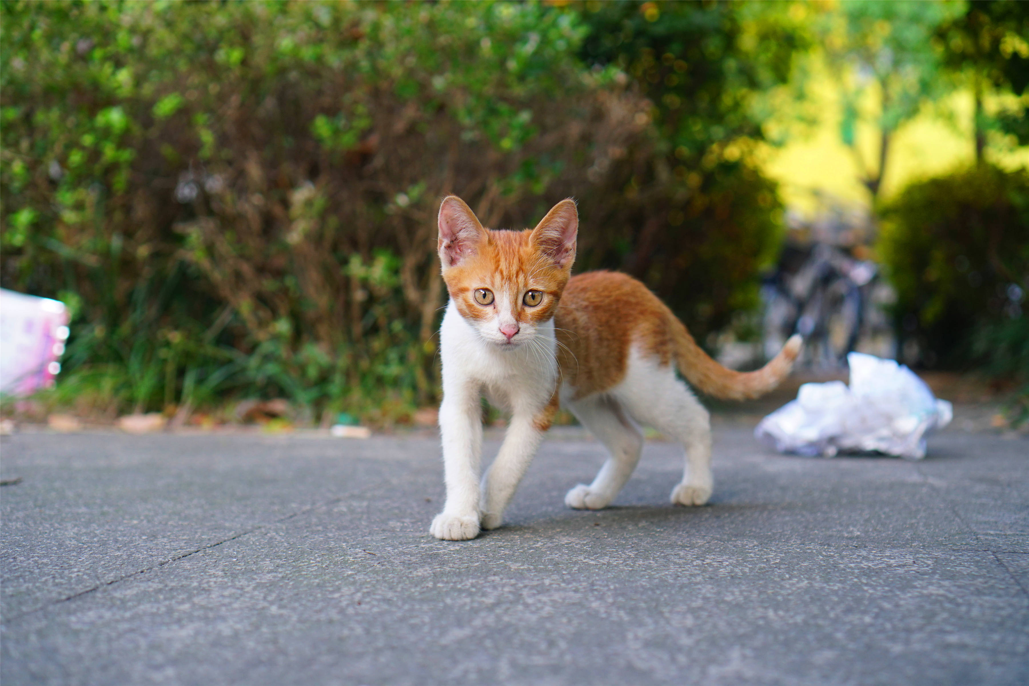 学校里的猫 之四 (多图杀流量,建议在wifi环境观看)