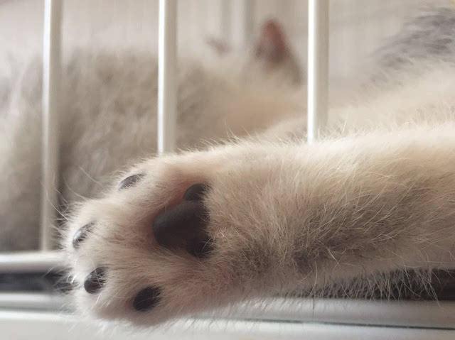猫爪乃是万萌之源,一波软糯的肉垫来袭!