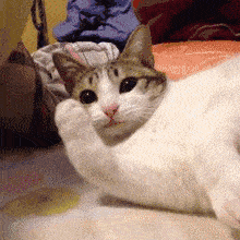 猫爪乃是万萌之源,一波软糯的肉垫来袭!