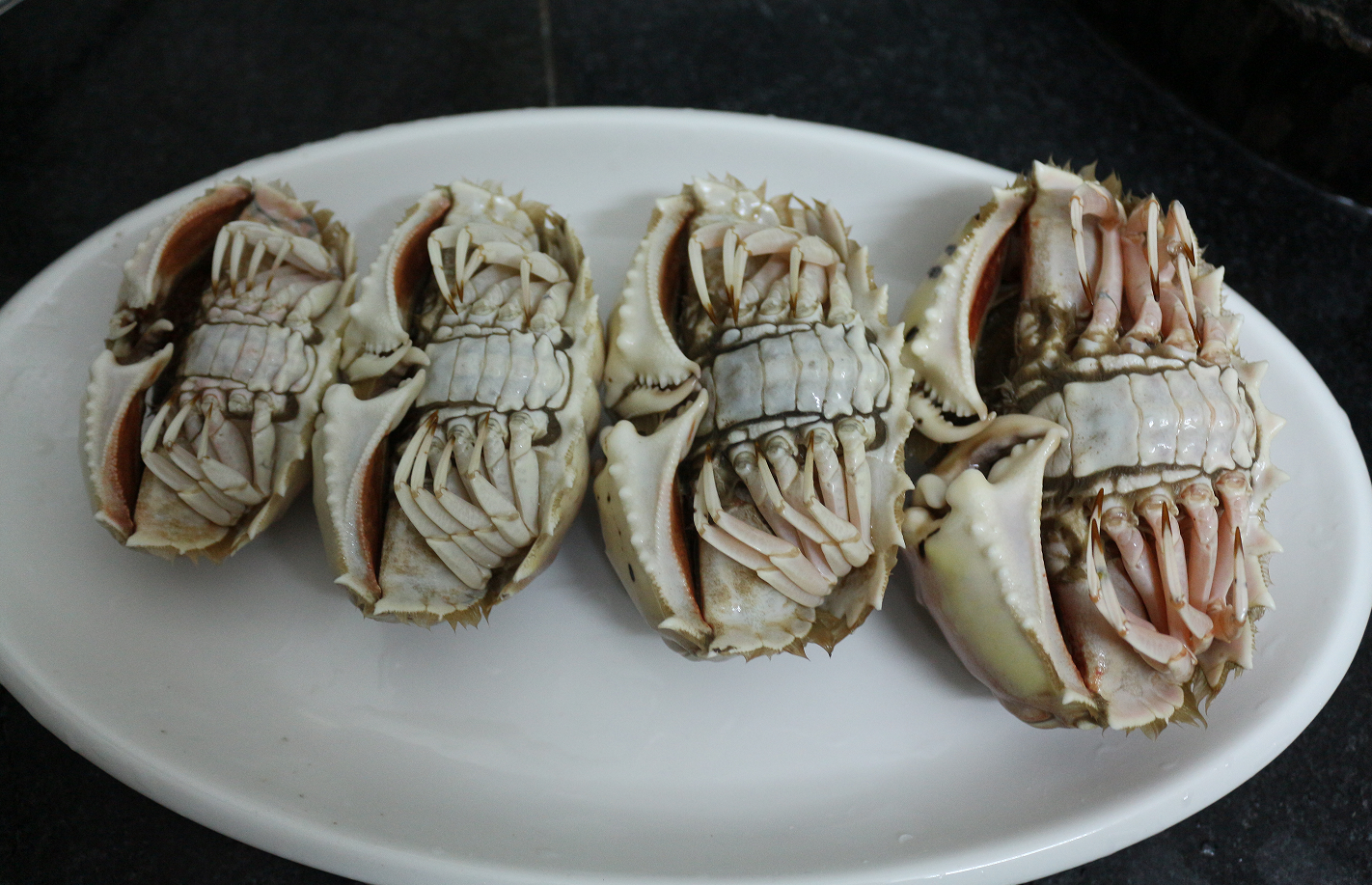 认真做鱼系列93逍遥馒头蟹