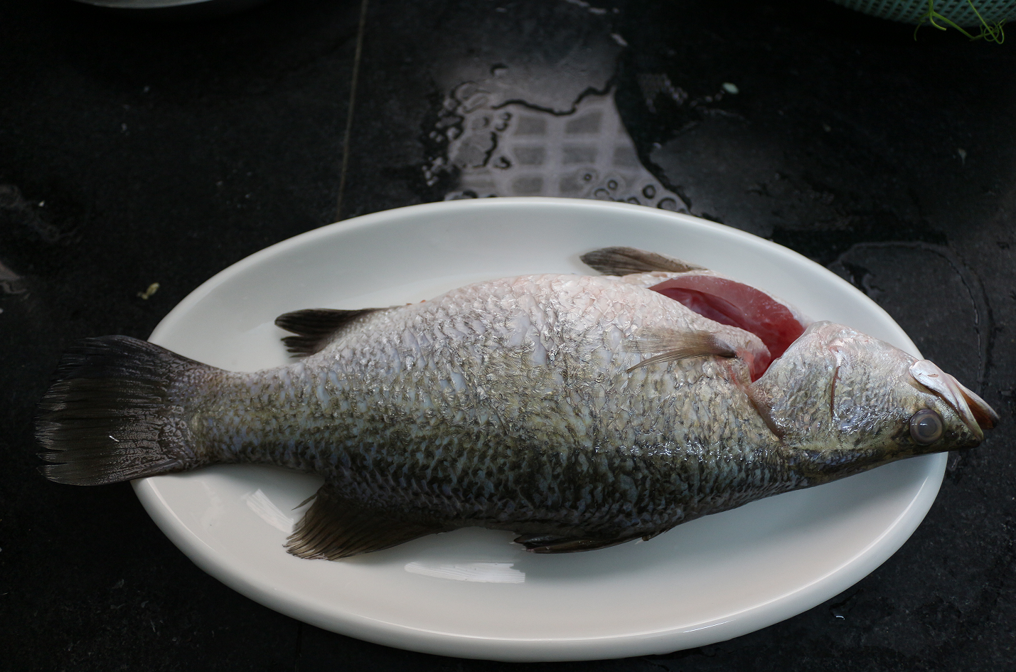 【认真做鱼系列95】尖吻鲈(盲鲈)