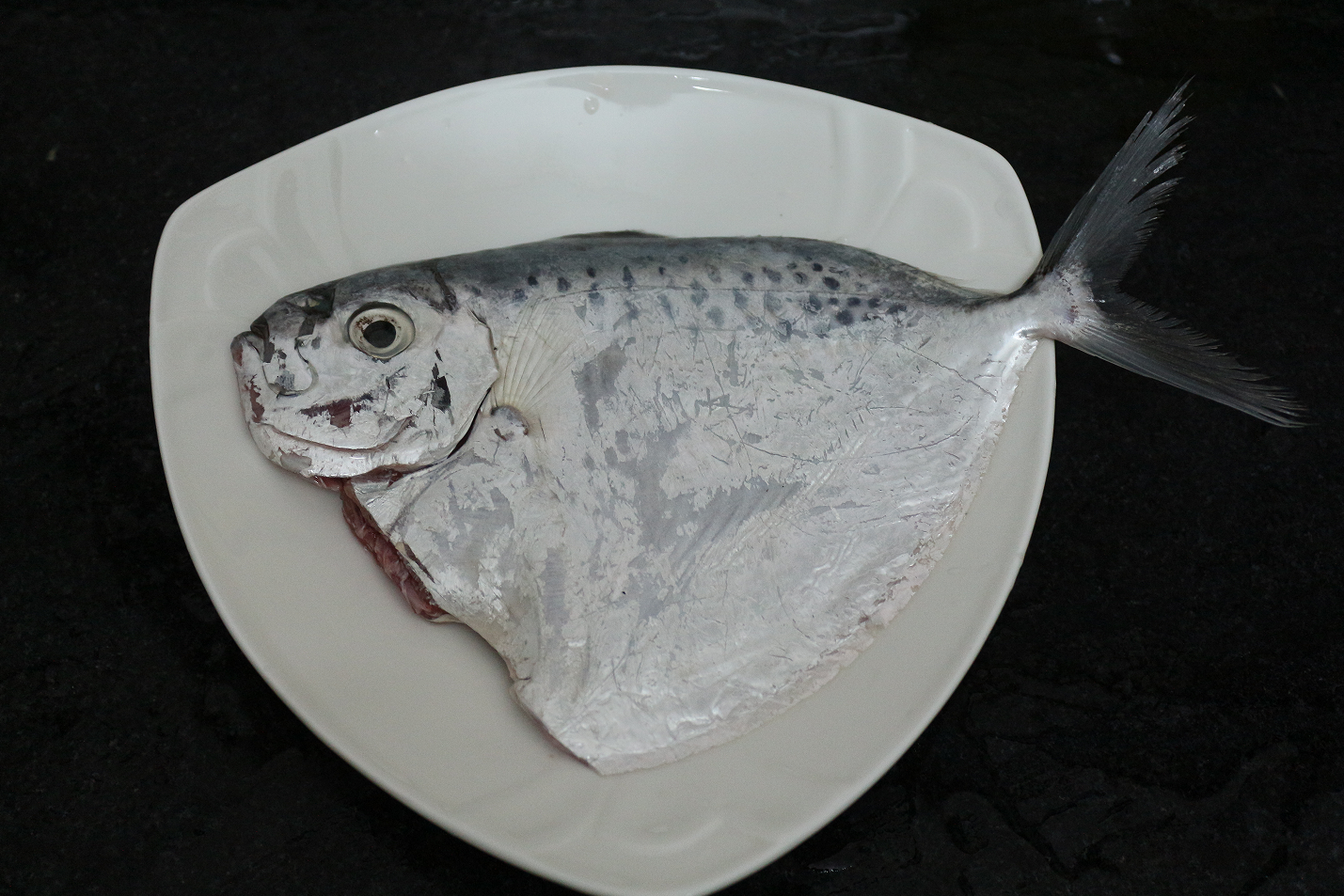 【认真做鱼系列96】劏猪刀(眼镜鱼)