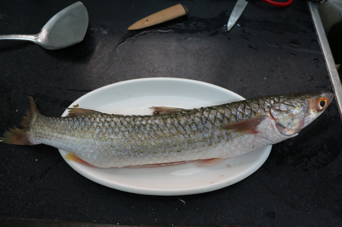 主角,红眼鲻,和乌头长的差不多, 身型不太一样,但是比乌头好吃太多.