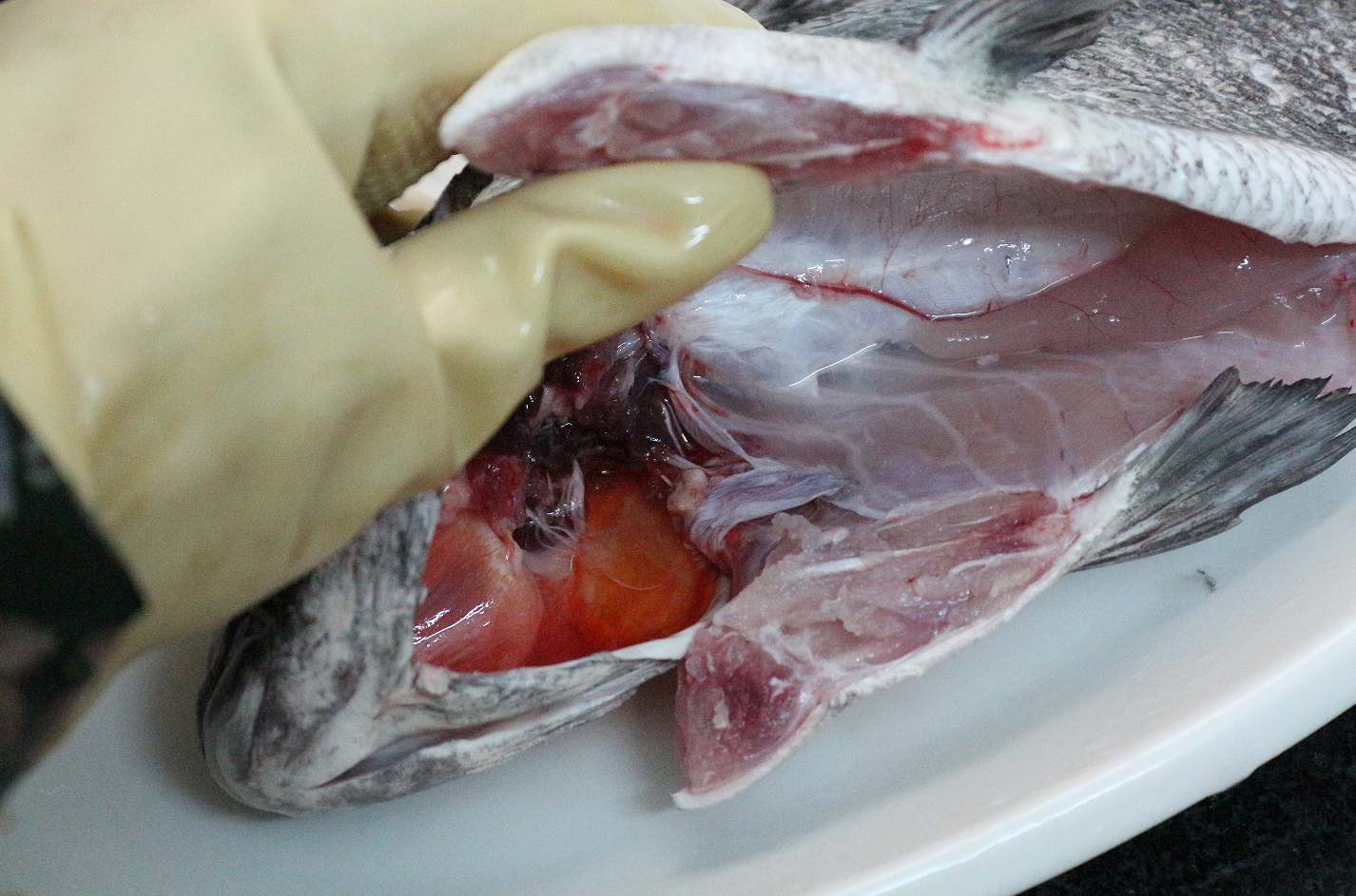 【认真做鱼系列101】胡椒鲷