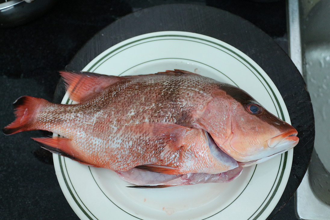 认真做鱼系列105川纹笛鲷