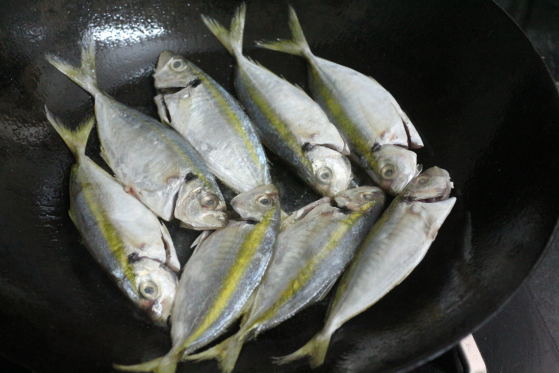 认真做鱼系列105川纹笛鲷