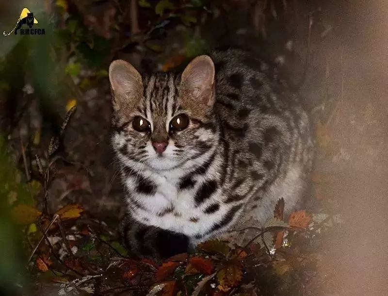 中国大猫:来时风雨,前路能晴否?