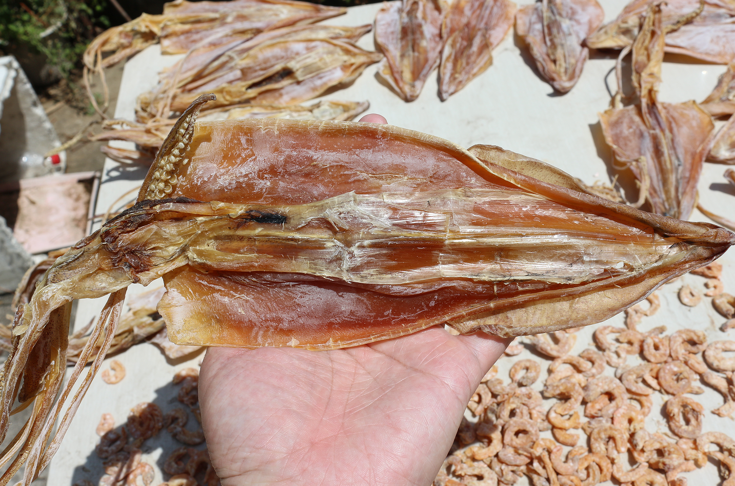 【认真做鱼系列109】青弹涂鱼