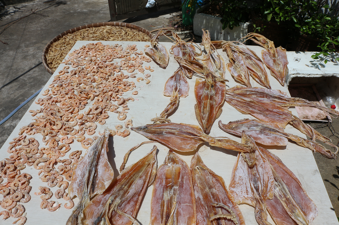 【认真做鱼系列109】青弹涂鱼