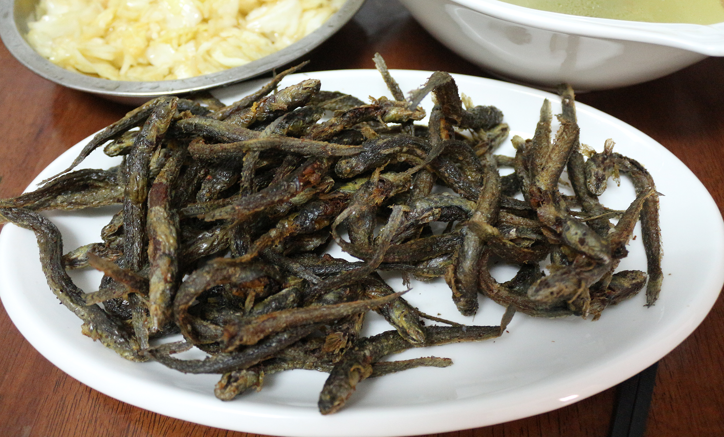 认真做鱼系列109青弹涂鱼