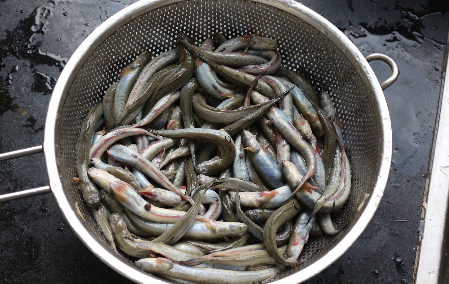 【认真做鱼系列109】青弹涂鱼