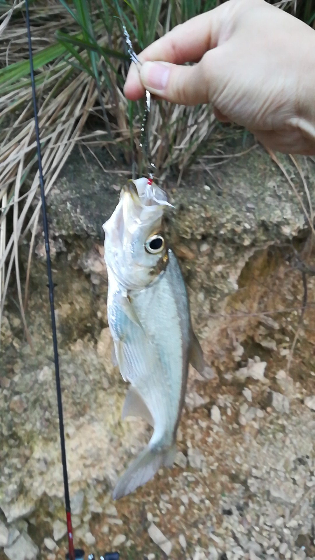 【认真做鱼系列111】白须公 路亚破龟 烧烤