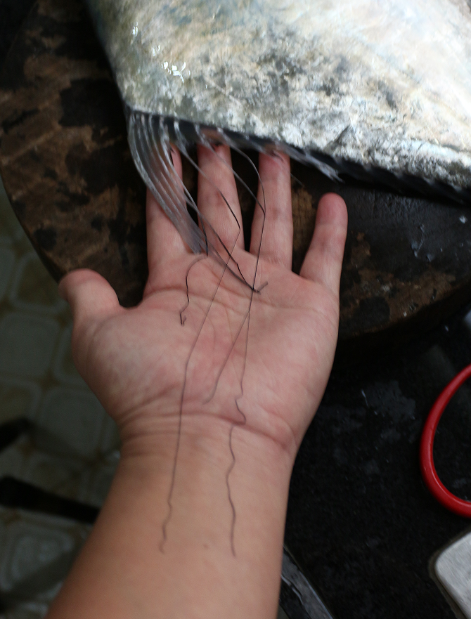 【认真做鱼系列111】白须公 路亚破龟 烧烤