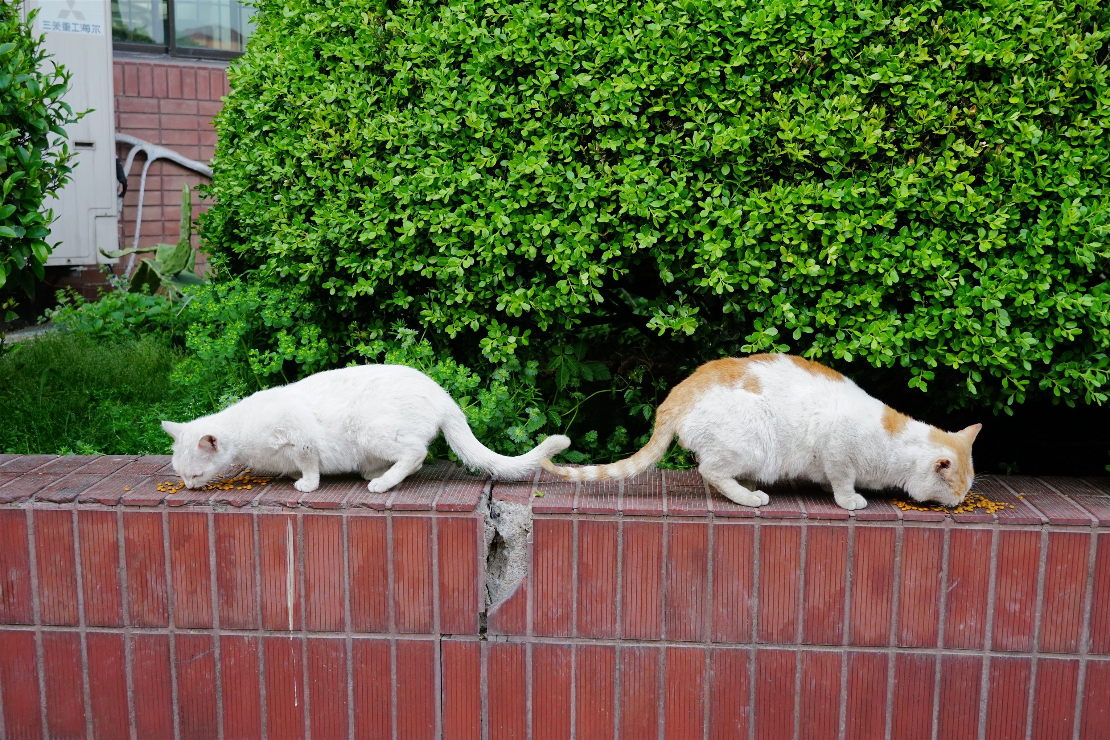 学校里的猫 之五 春天小故事(多图杀流量,建议在wifi环境观看)