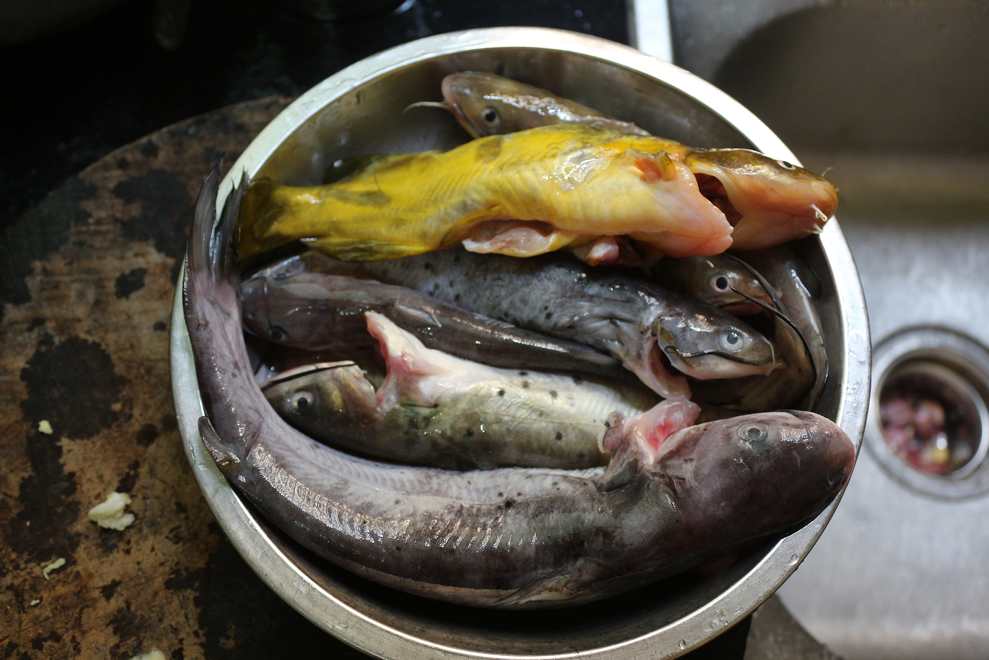 【认真做鱼系列118】拮据日子里的自力更生ii(叉尾鮰) 现学卤水肥肠