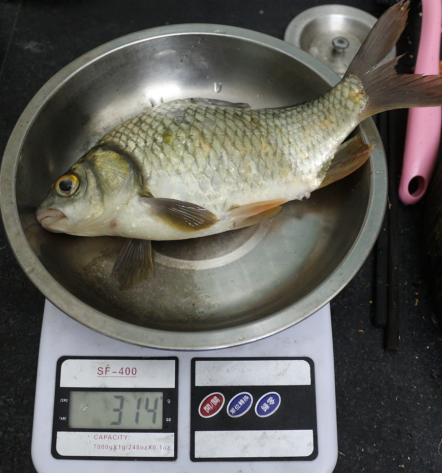 今晚最大的一条三角鲤 今晚很多三角鲤,给另一个钓友了,留了个最大的