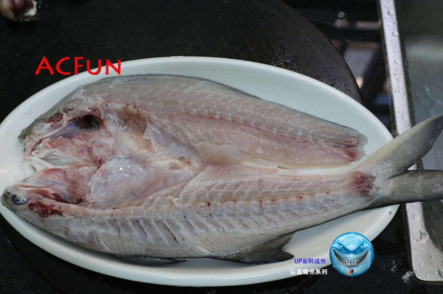 【认真做鱼系列123】四指马鲅(马友)