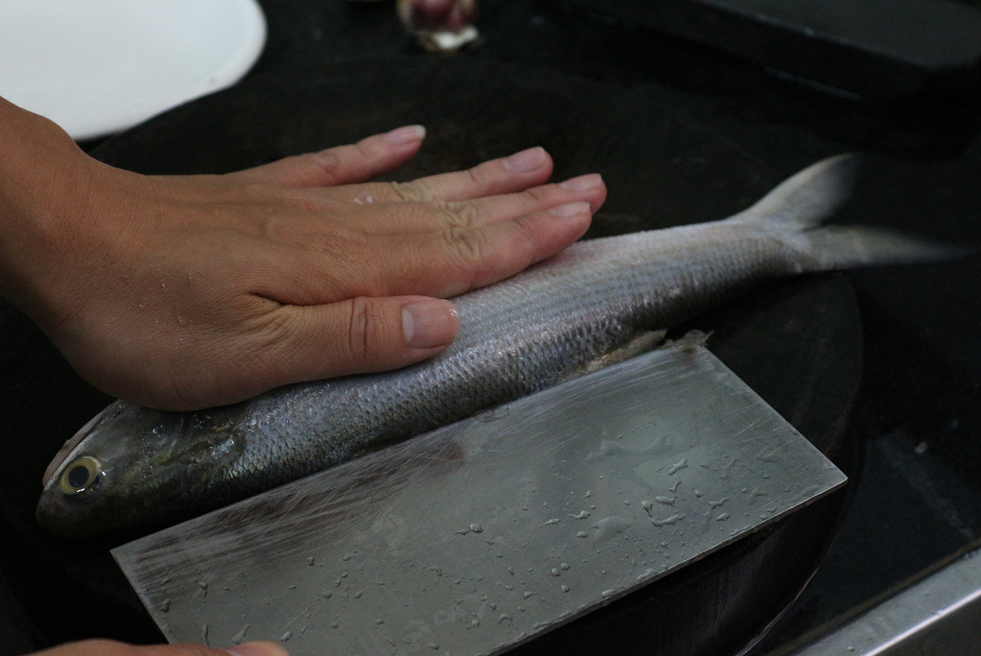 【认真做鱼系列123】四指马鲅(马友)