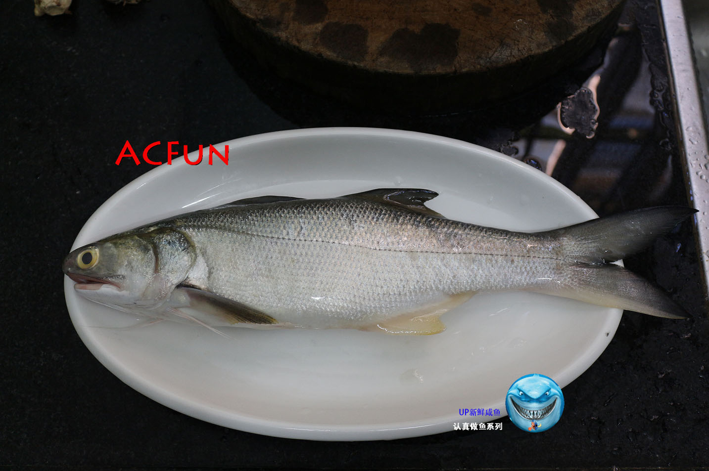 【认真做鱼系列123】四指马鲅(马友)