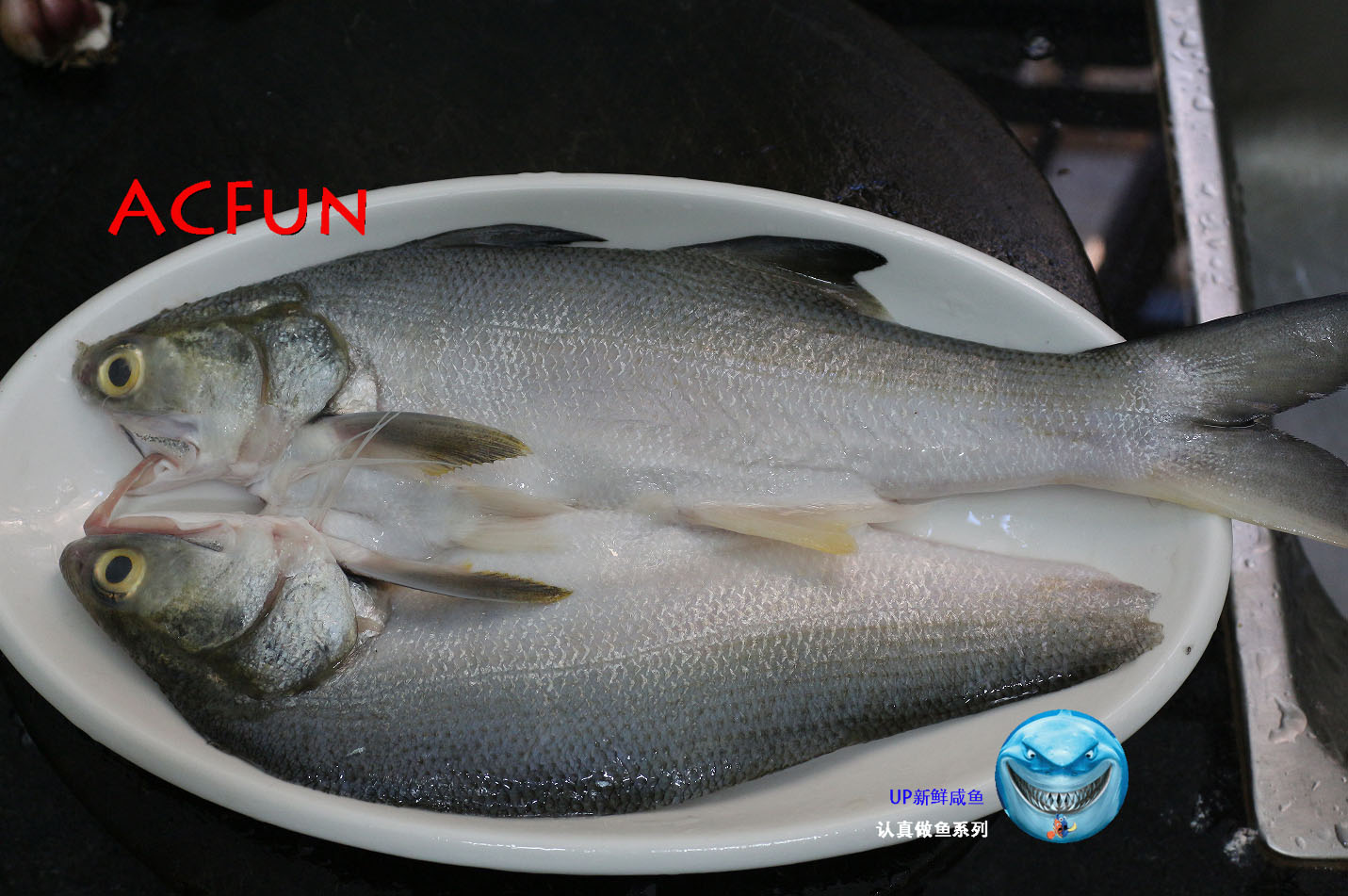 【认真做鱼系列123】四指马鲅(马友)