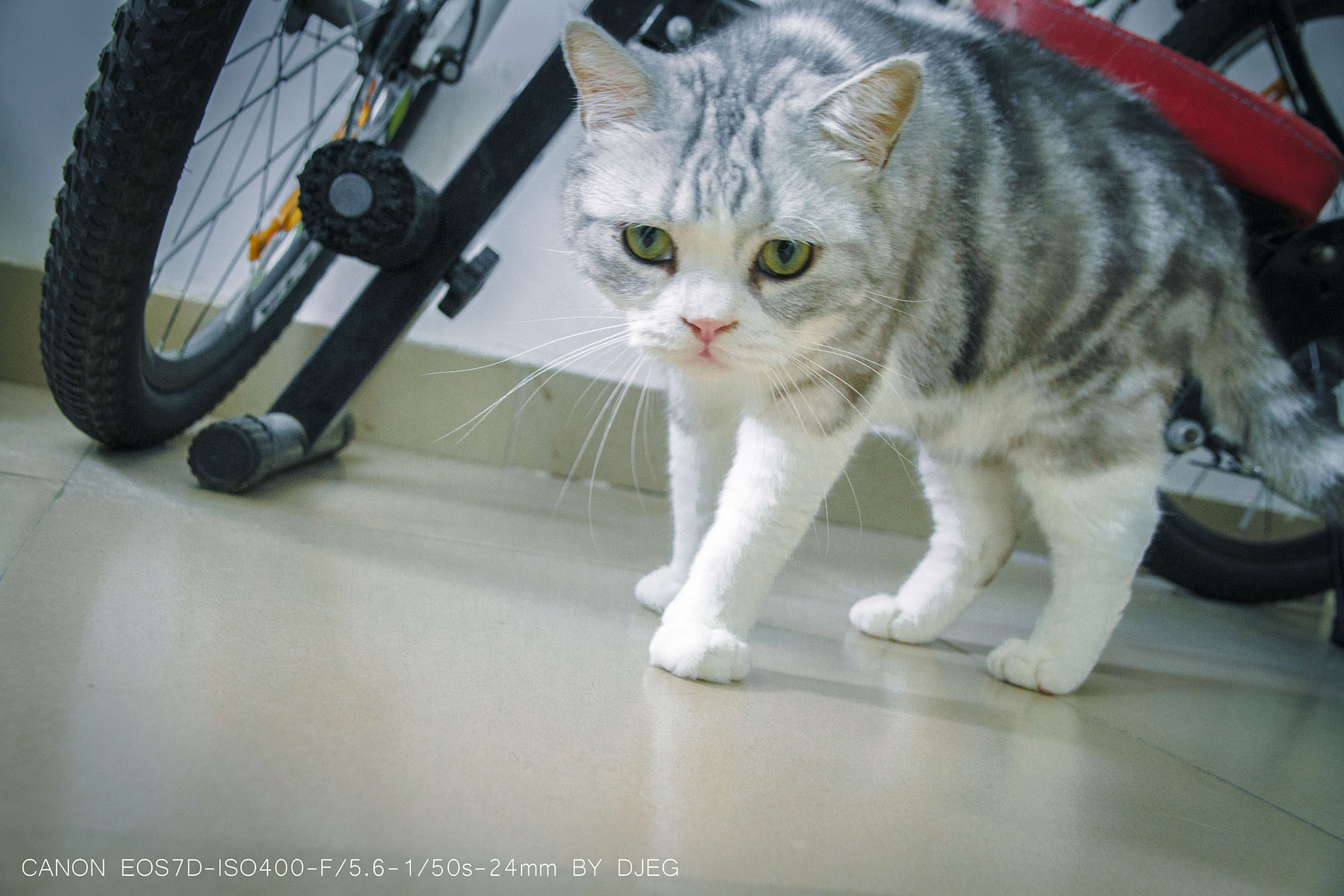 吸引猫咪的叫声100%有效 o_1ceav9t4c1t4n1f2b2gefcp1b8r10.jpg