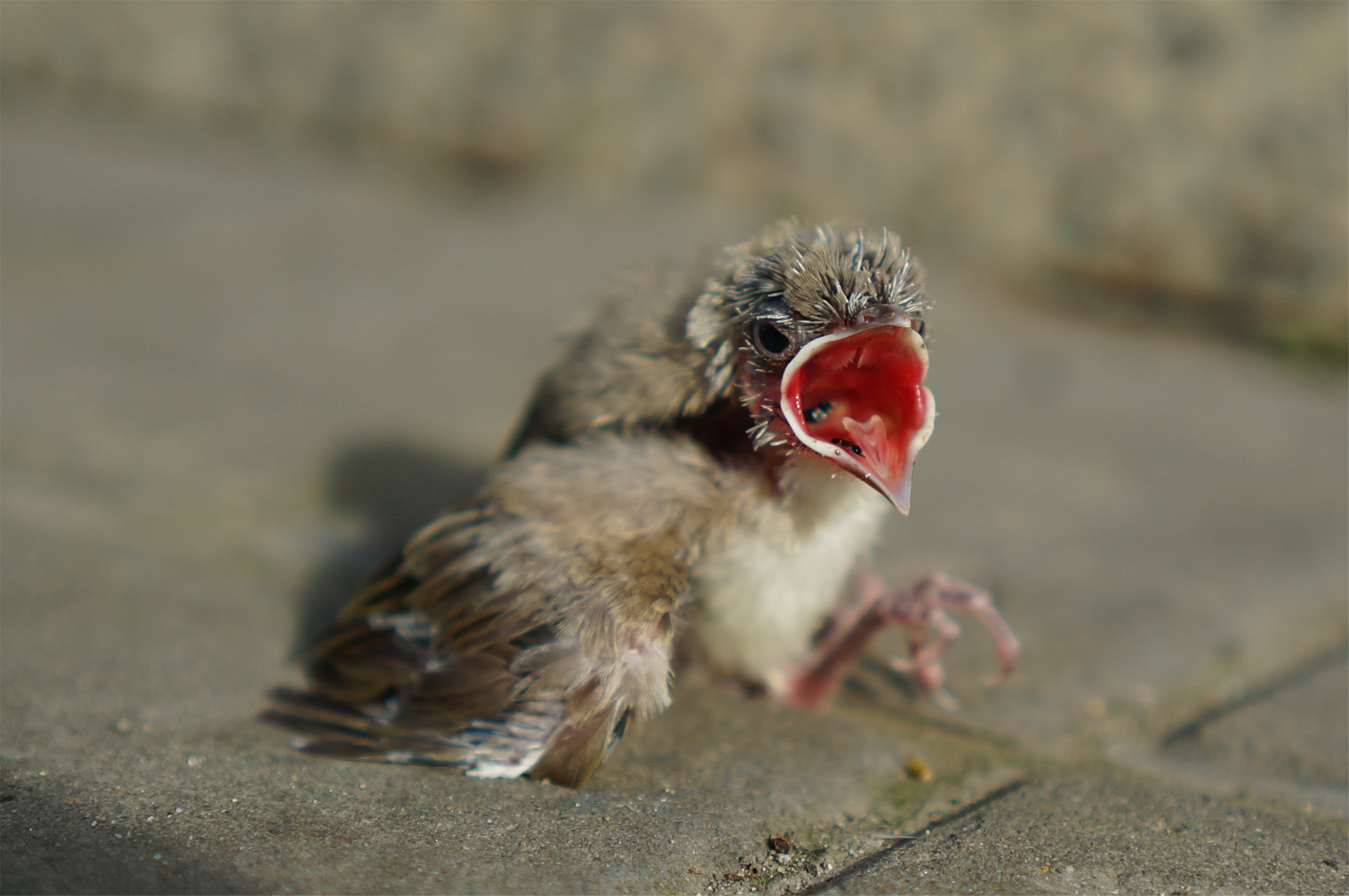 父亲节之白头翁的故事(大概30m,用流量谨慎点)