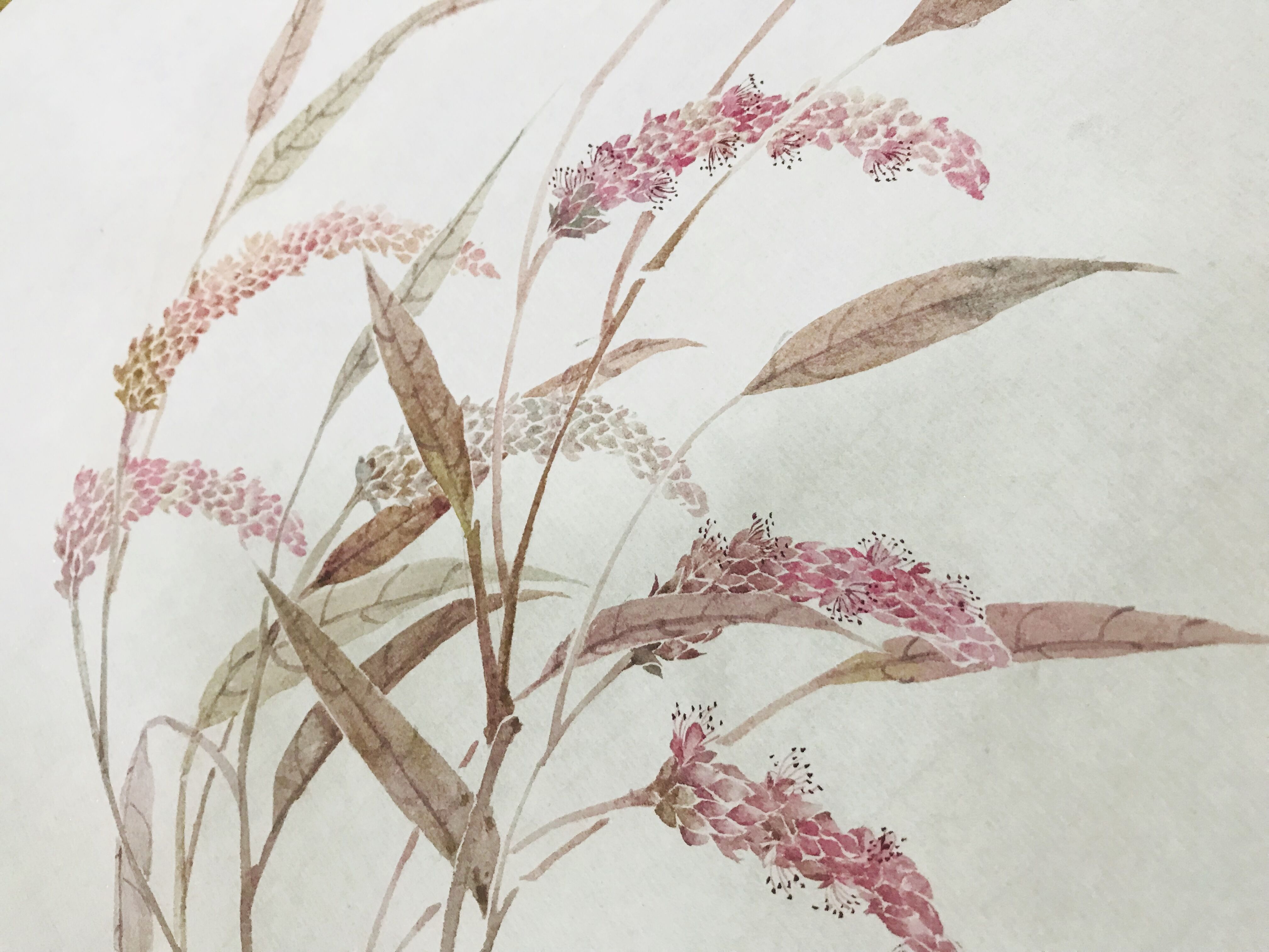 随意画画打个卡红蓼